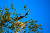Rookery: Summer