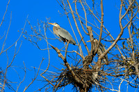 SONP-20121903