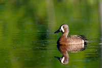 Ducks: Blue-winged Teal
