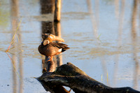 SONP-20122862