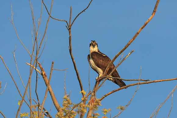 SONP-20122335-2