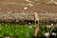 SONP-20123298
