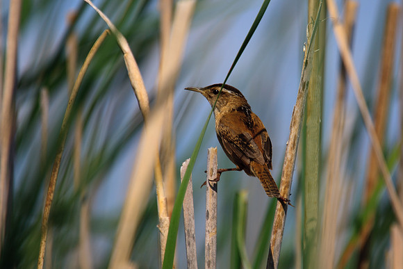 SONP-20109077