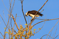 SONP-20122348-2