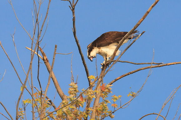 SONP-20122350-2