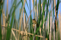 SONP-20109069