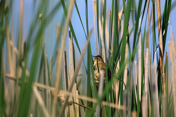 SONP-20109069