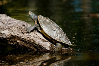 SONP-20122388
