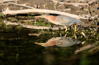 SONP-20123347