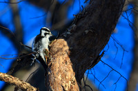 Wood Peckers