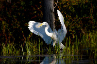 White Egret