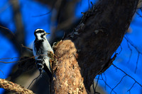 SONP-20124149-2