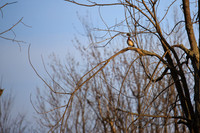 SONP-20108785