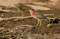 SONP-20123337