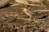SONP-20123339