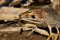 Green Heron