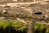SONP-20123356