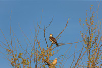 SONP-20122336