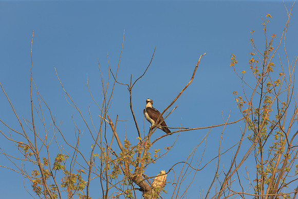 SONP-20122336