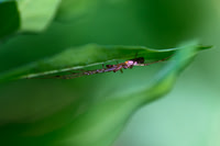 SONP-20109173