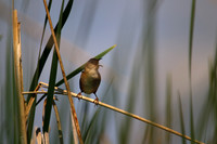 SONP-20109071
