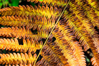 SONP-20149072