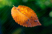 SONP-20149036