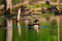 Ducks: Wood