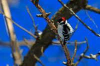 SONP-20124163-2