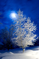 Winter: Domestic Scenery