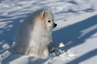 SONP-20121548