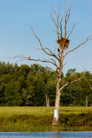 SONP-20109838