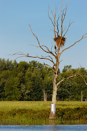 SONP-20109838