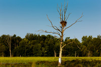 SONP-20109832