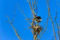 SONP-20122132