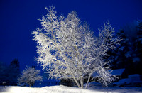 SONP-07031905