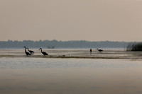 SONP-20122955