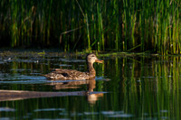 SONP-20123007-2