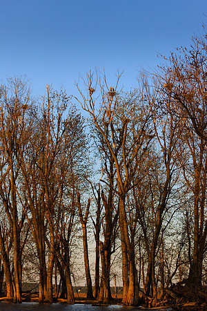 SONP-20122175