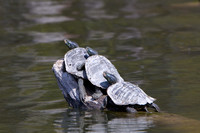 Turtles