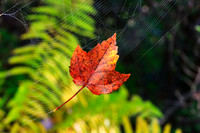 SONP-20149048