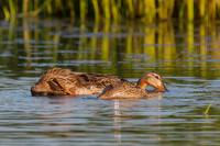 SONP-20122999-2