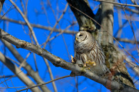 Barred Owl