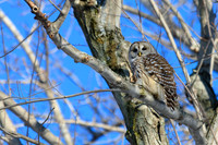 SONP-20124131-2