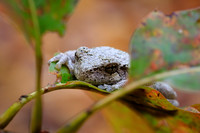 SONP-20123722