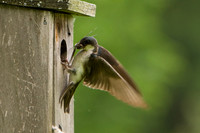Tree Swallow