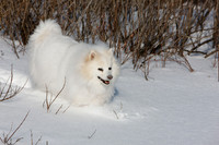 Nitika Winter
