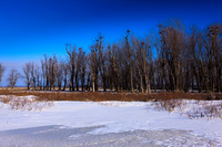 Rookery: Winter