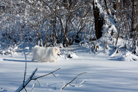 SONP-20121595