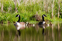 SONP-20122470